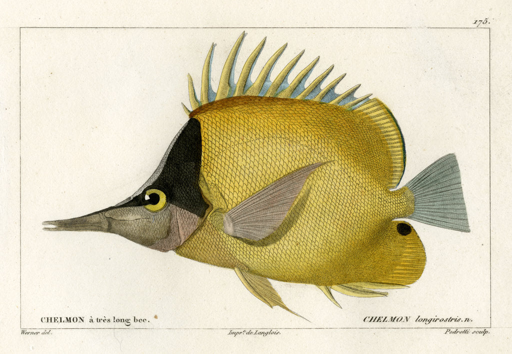 Detail of Longnose butterflyfish by Vittore Pedretti