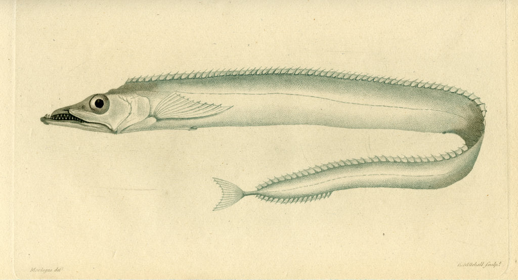 Detail of Silver scabbardfish by Edward Mitchell