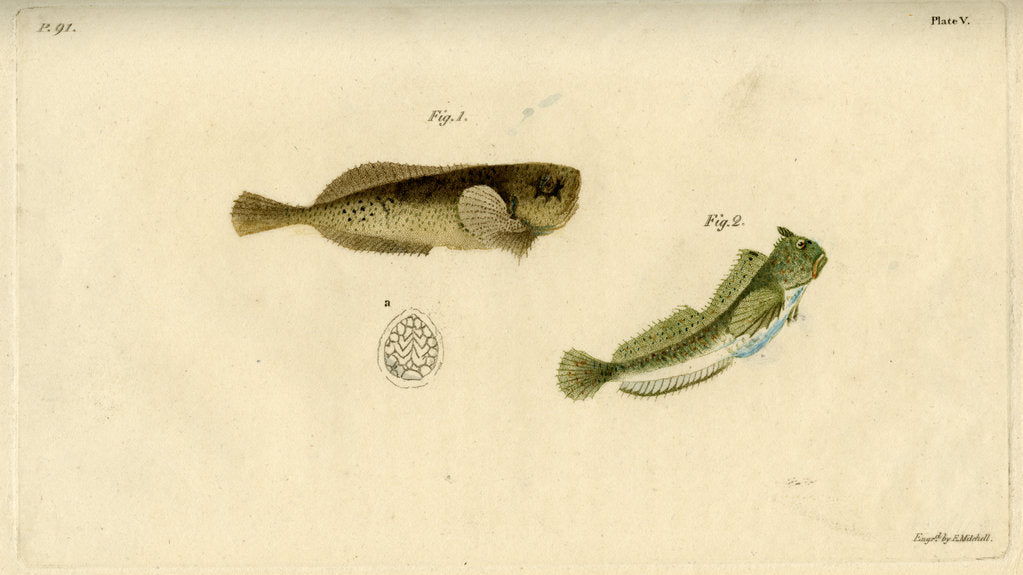 Detail of Montagu's seasnail and Montagu's blenny by Edward Mitchell