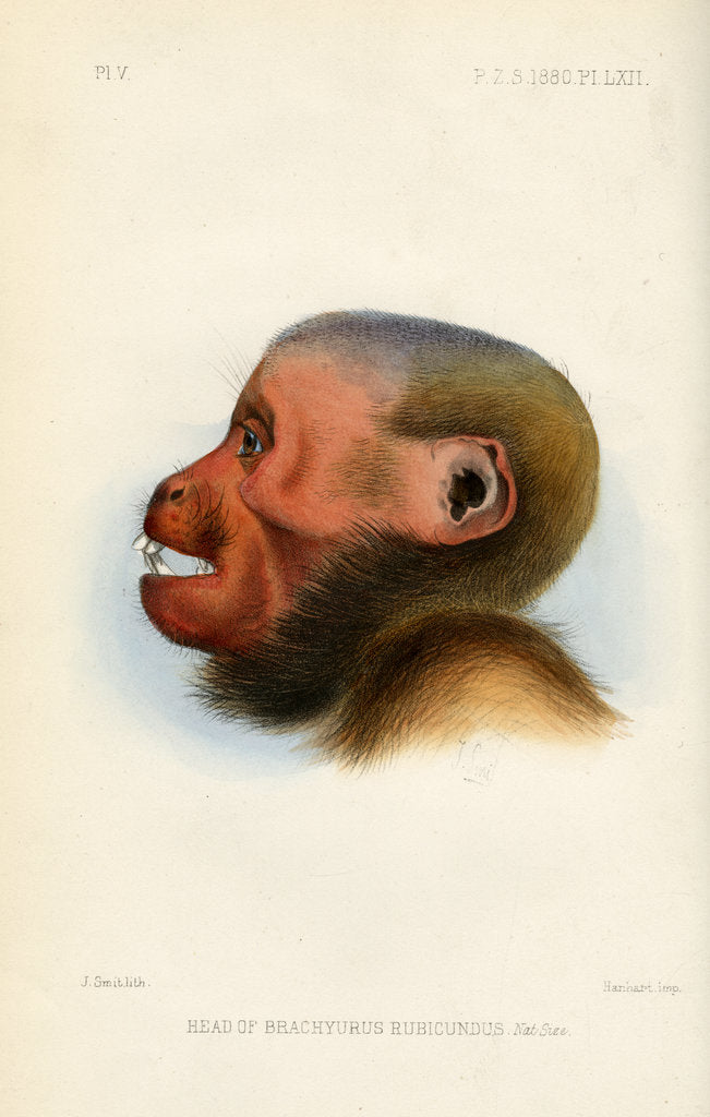 Detail of Head of the Bald uakari by Joseph Smit