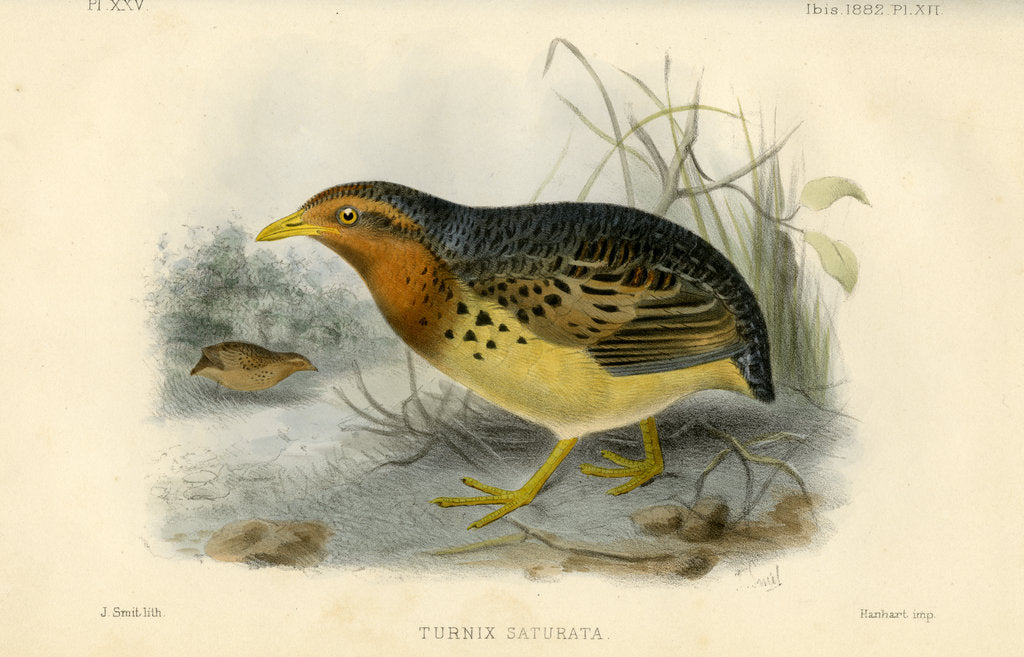 Detail of Red-backed button quail by Joseph Smit