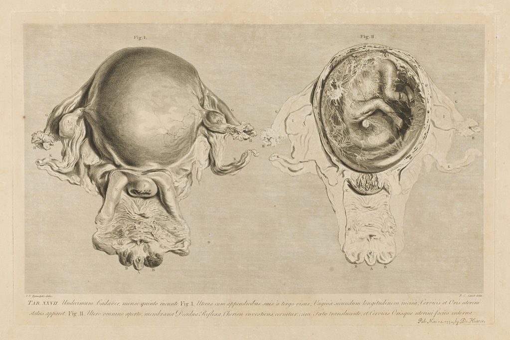 Detail of Human gravid uterus by Pierre-Charles Canot