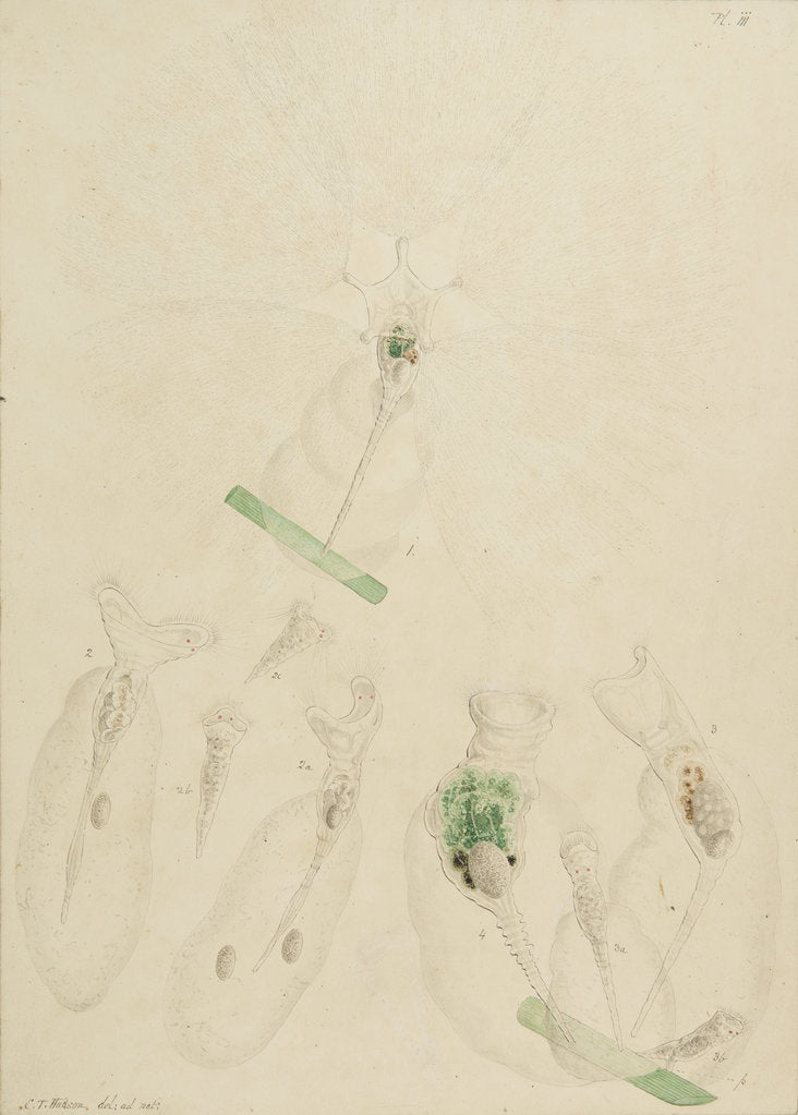 Detail of Collotheca rotifers by Charles Thomas Hudson