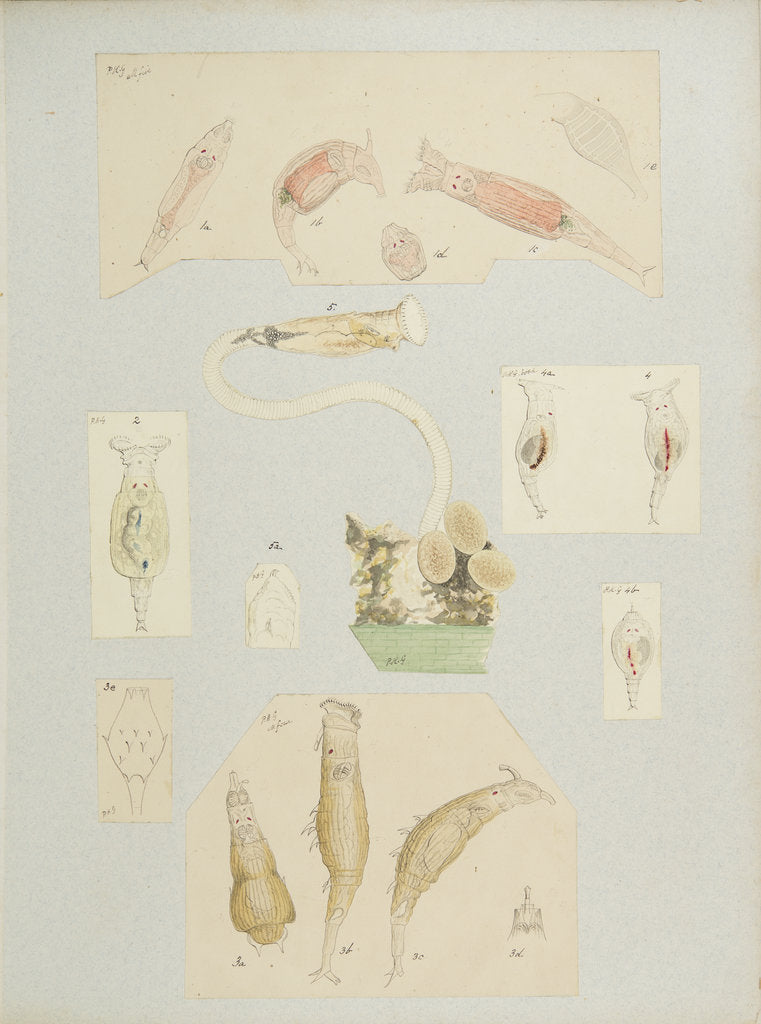 Detail of Philodína rotifers by Charles Thomas Hudson