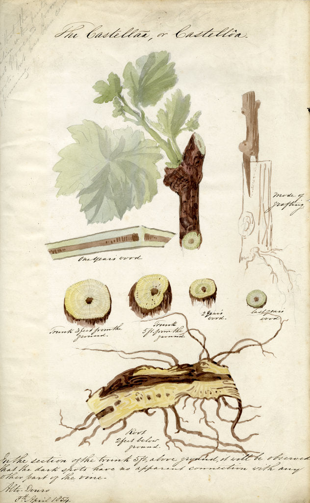 Detail of Grape vines by Joseph James Forrester