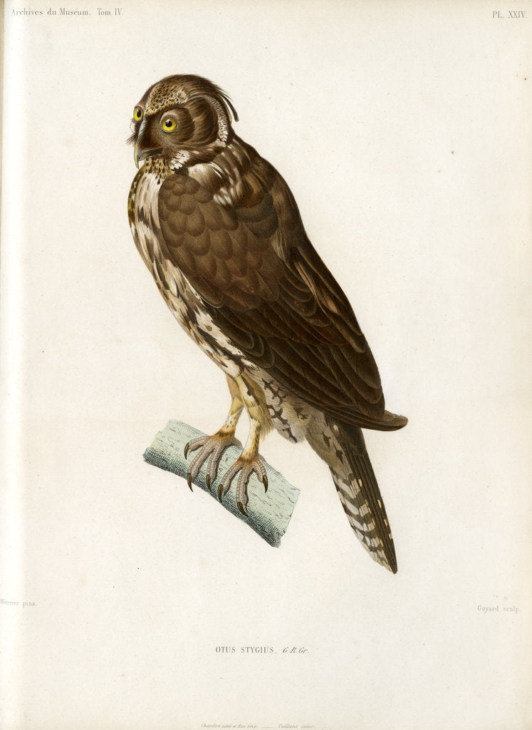Detail of Stygian owl by Guyard