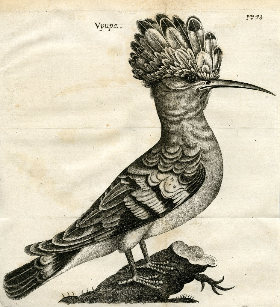 Detail of Hoopoe by unknown