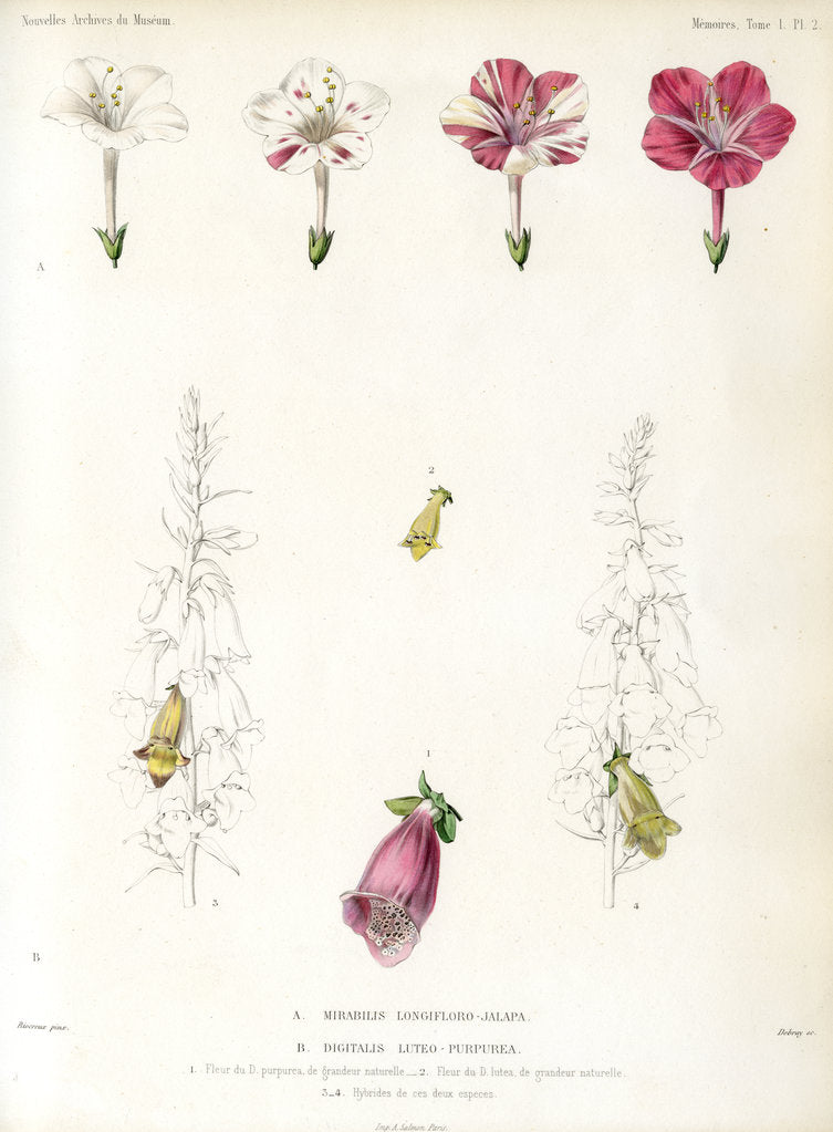 Detail of Four-o'clock and foxglove hybrids by Debray