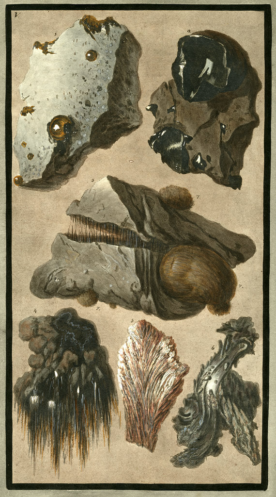 Detail of Rock specimens by Pietro Fabris