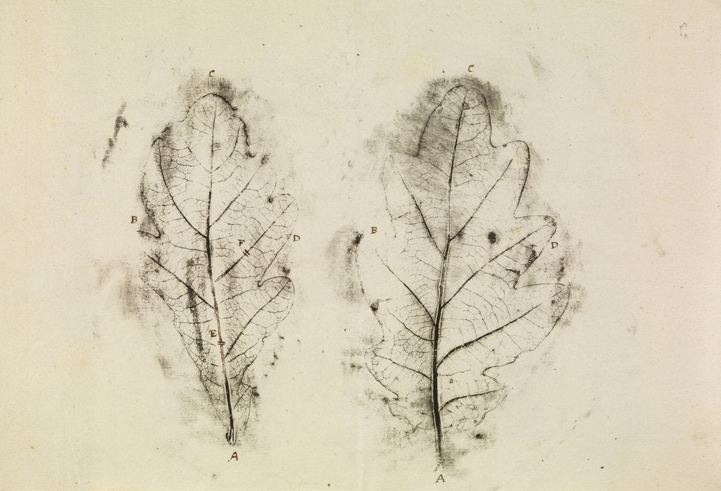 Detail of Oak leaves by Antoni van Leeuwenhoek