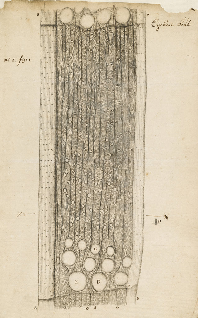 Detail of Oak wood section by Antoni van Leeuwenhoek