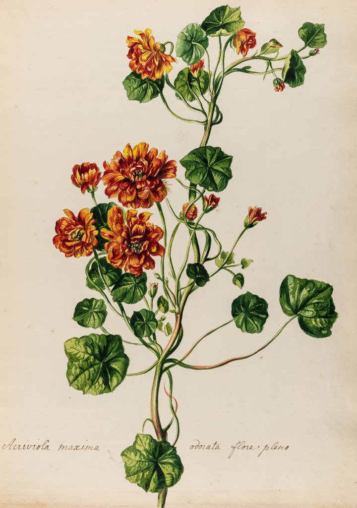 Detail of 'Acriviola maxima odorata flore pleno' by Jacob van Huysum