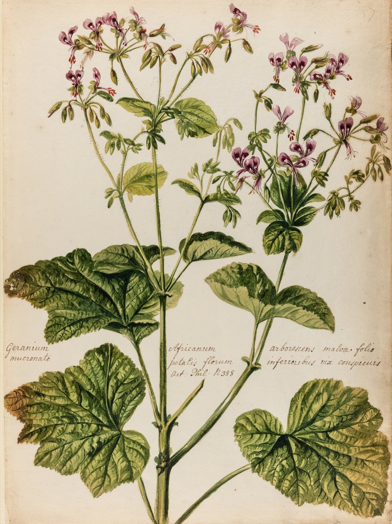 Detail of Geranium specimen by Jacob van Huysum