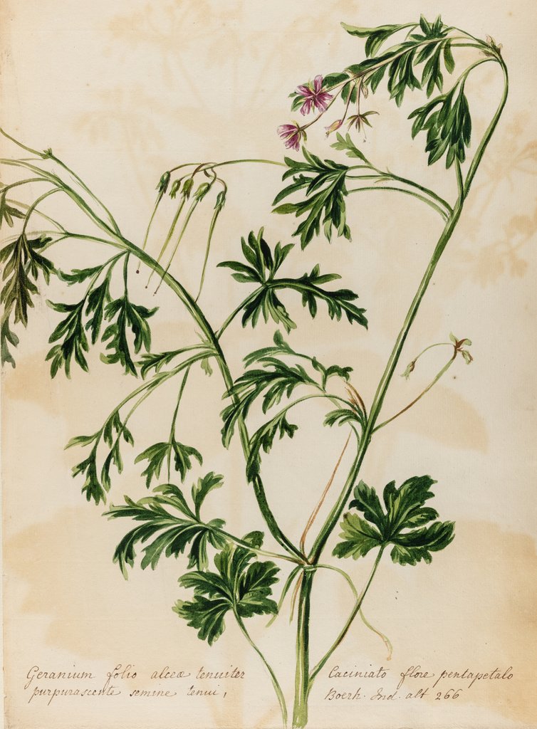 Detail of Geranium specimen by Jacob van Huysum