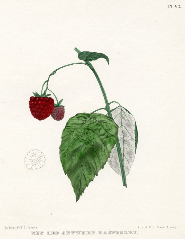 ‘New Red Antwerp raspberry’ posters &amp; prints by Frederick J Swinton