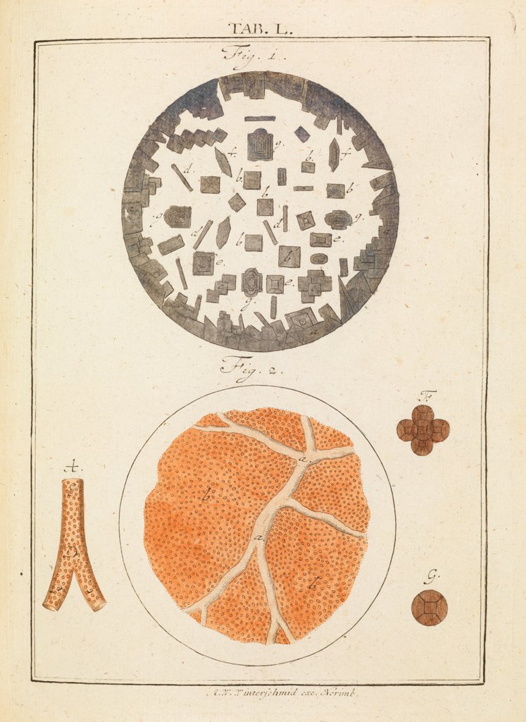 Detail of Rochelle salt and blood by Martin Frobene Ledermuller