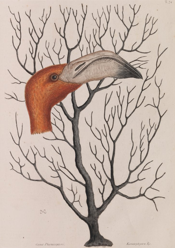 Detail of Flamingo head by Mark Catesby