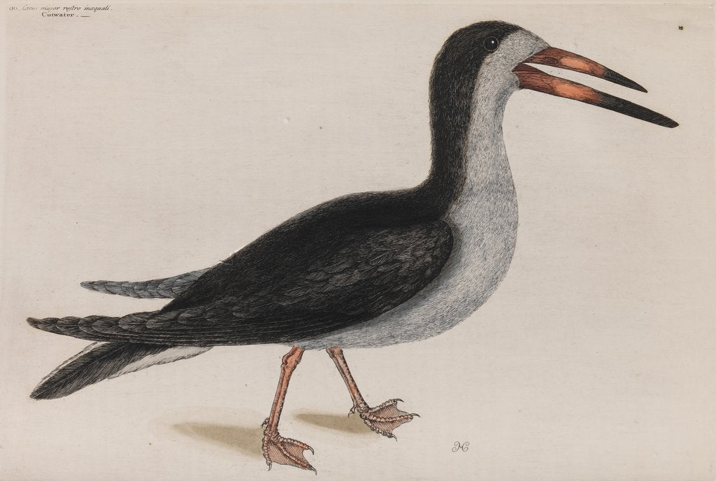 Detail of Black skimmer by Mark Catesby