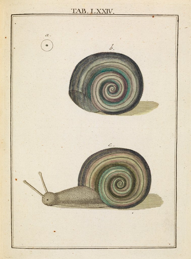 Detail of Freshwater snail by Adam Wolfgang Winterschmidt