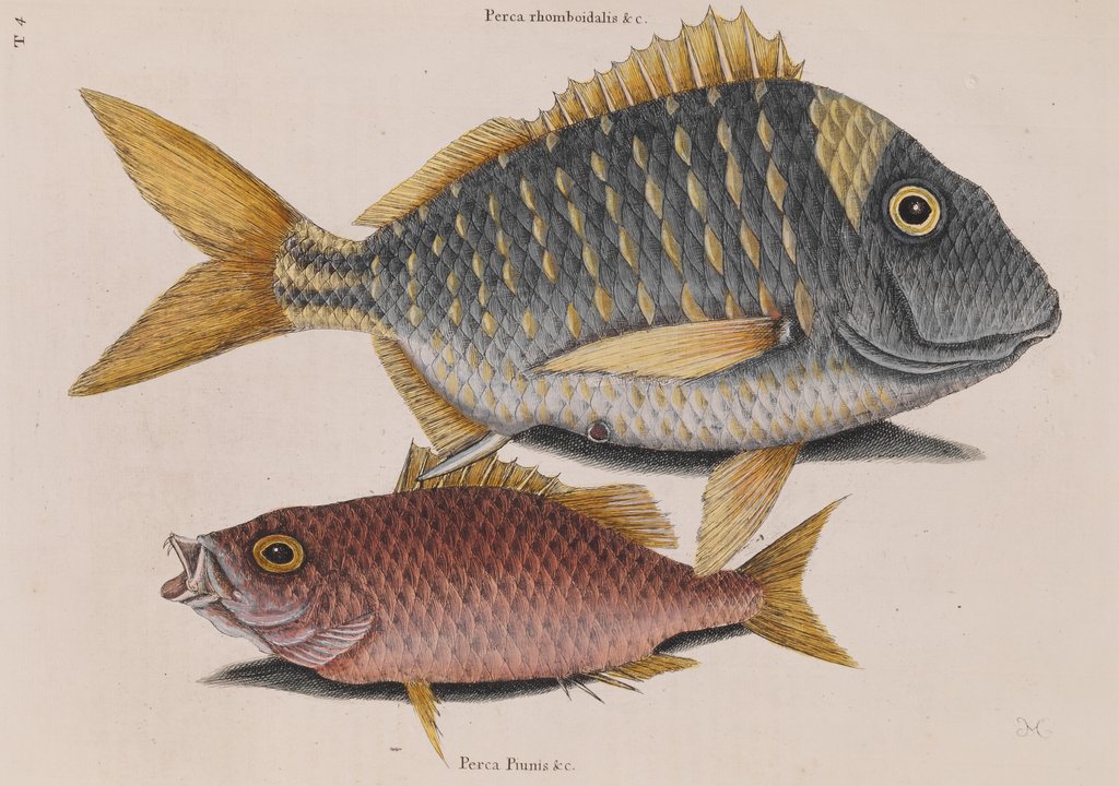 Detail of Porkfish and schoolmaster snapper by Mark Catesby