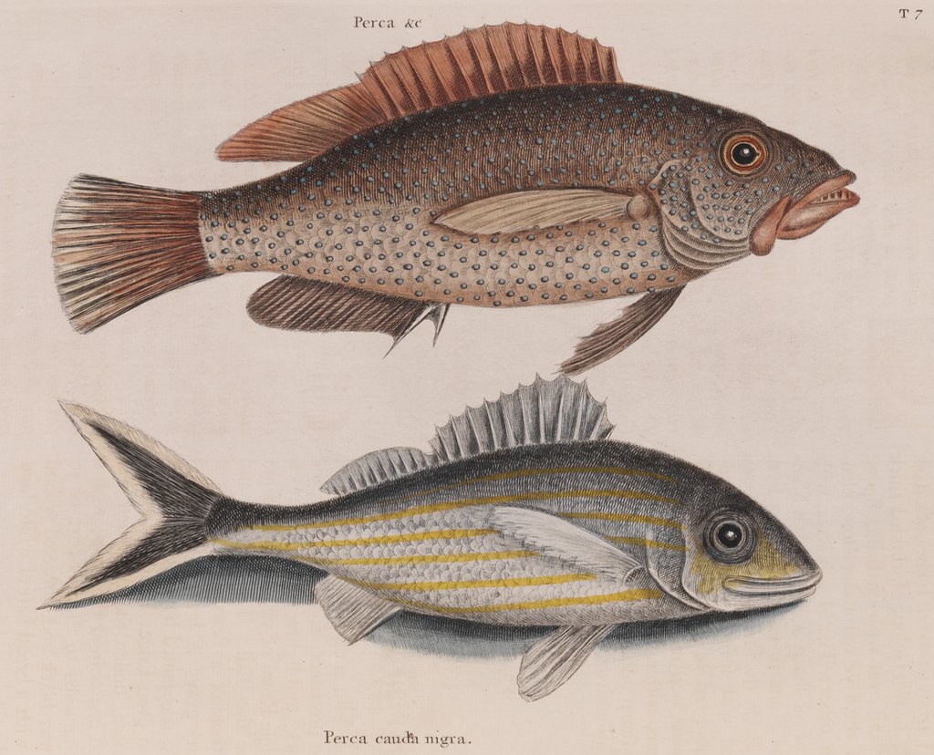 Detail of Coney fish and cottonwick by Mark Catesby
