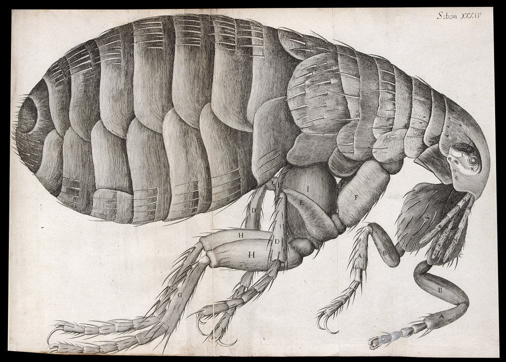 Detail of Microscopic view of a flea by Robert Hooke