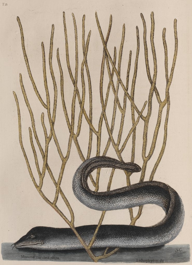 Detail of Blackcheek moray eel by Mark Catesby