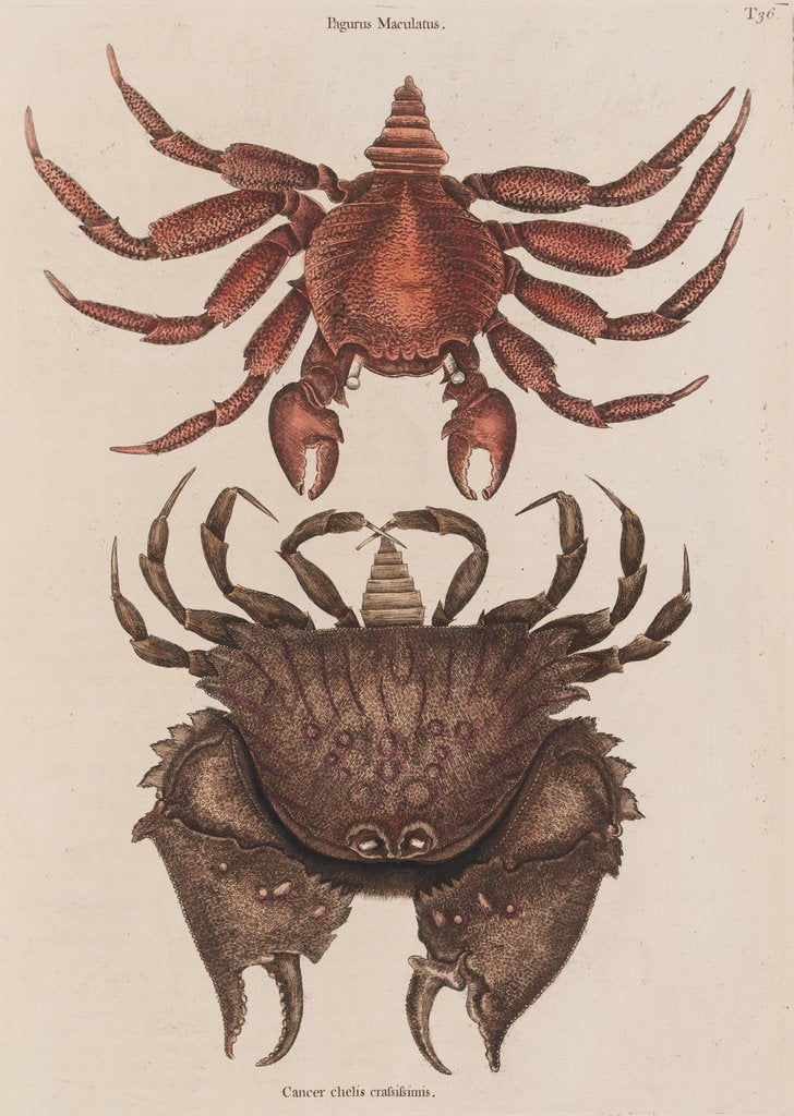 Detail of Red rock crab and box crab by Mark Catesby