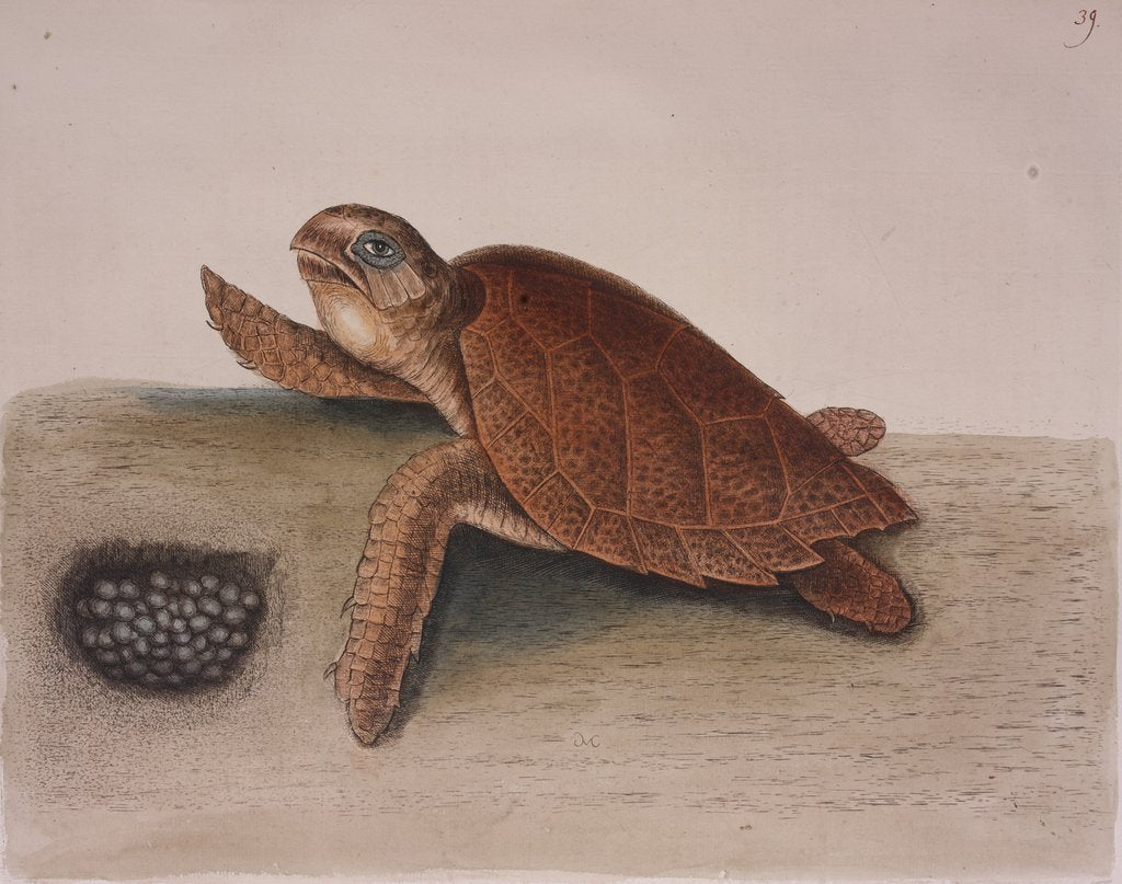 Detail of Hawksbill sea turtle by Mark Catesby