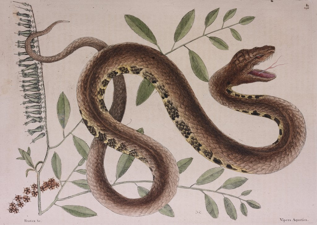 Detail of Pit viper by Mark Catesby