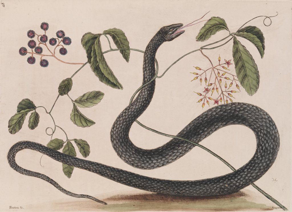 Detail of Black rat snake by Mark Catesby