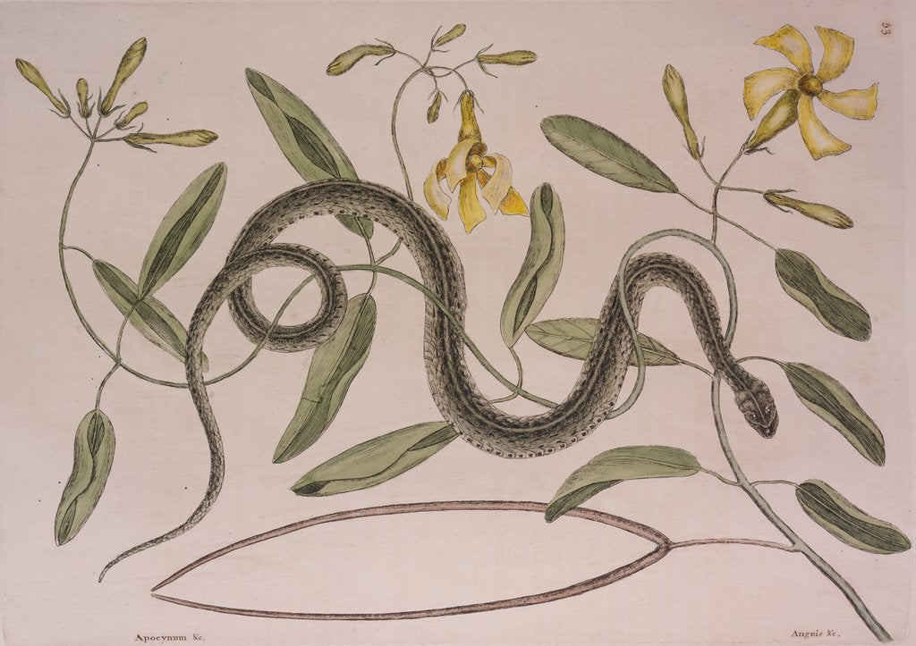 Detail of Common garter snake by Mark Catesby