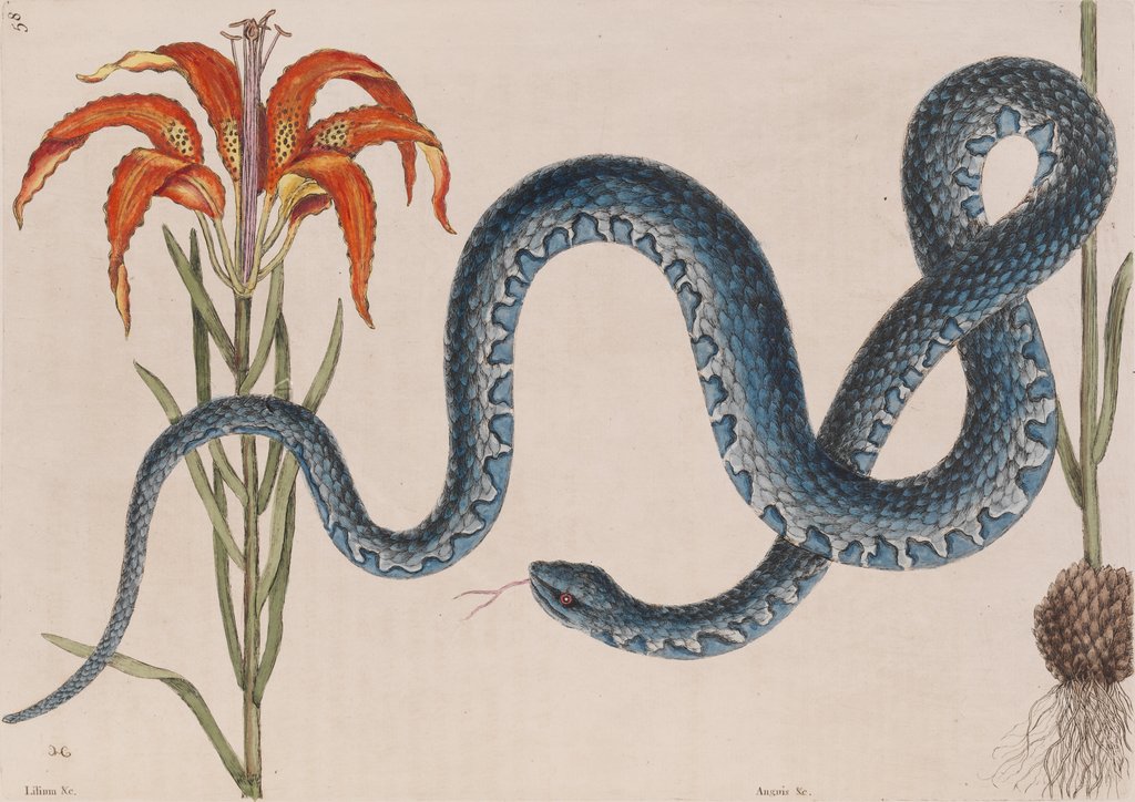 Detail of Eastern mud snake by Mark Catesby