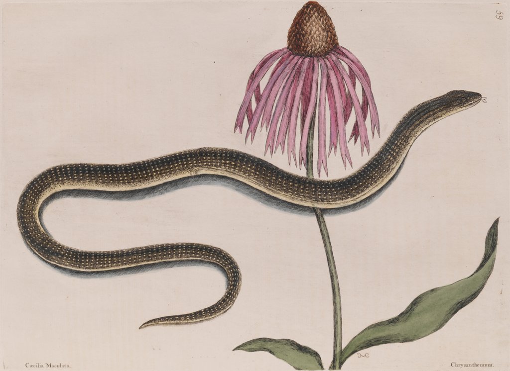 Detail of Eastern glass lizard by Mark Catesby
