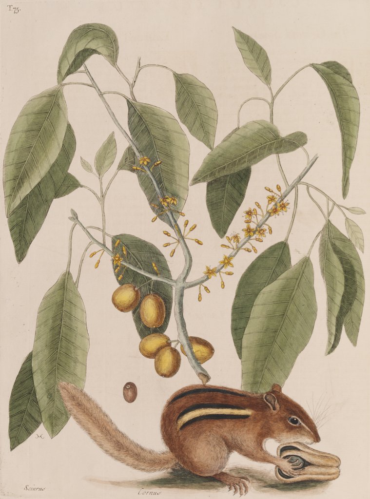 Detail of Eastern chipmunk by Mark Catesby