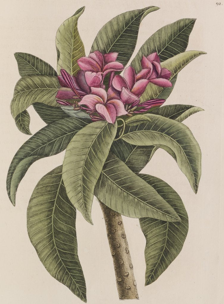 Detail of Red frangipani by Mark Catesby