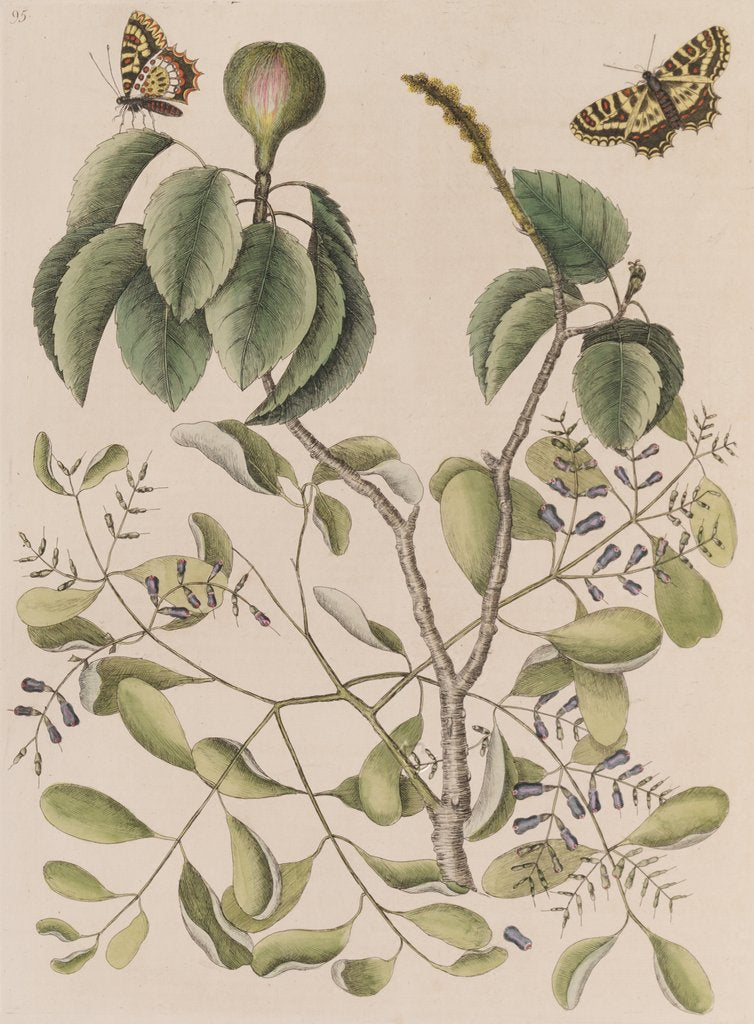 Detail of Manchineel tree, smooth leechbush and Spanish  festoons by Mark Catesby