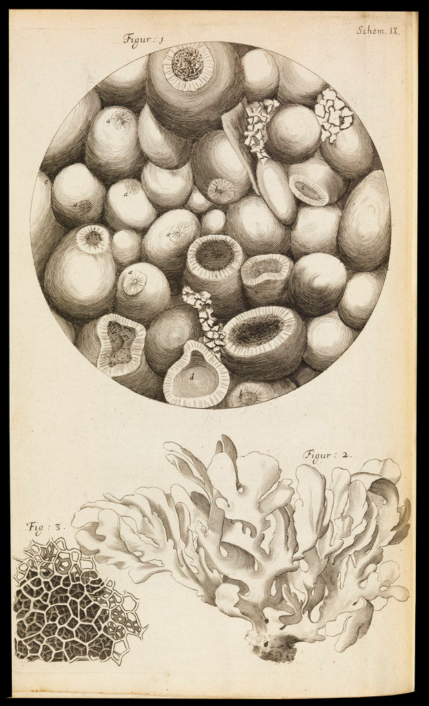 Detail of Microscopic views of Kettering-stone, seaweed and sponge by Robert Hooke