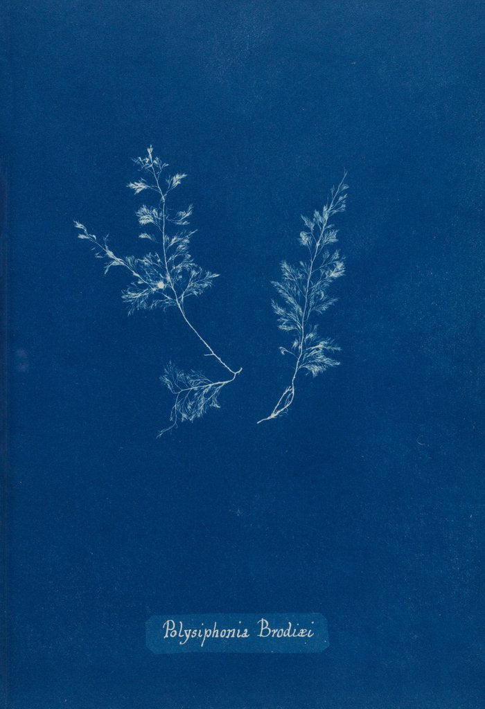 Detail of Leptosiphonia brodiei by Anna Atkins