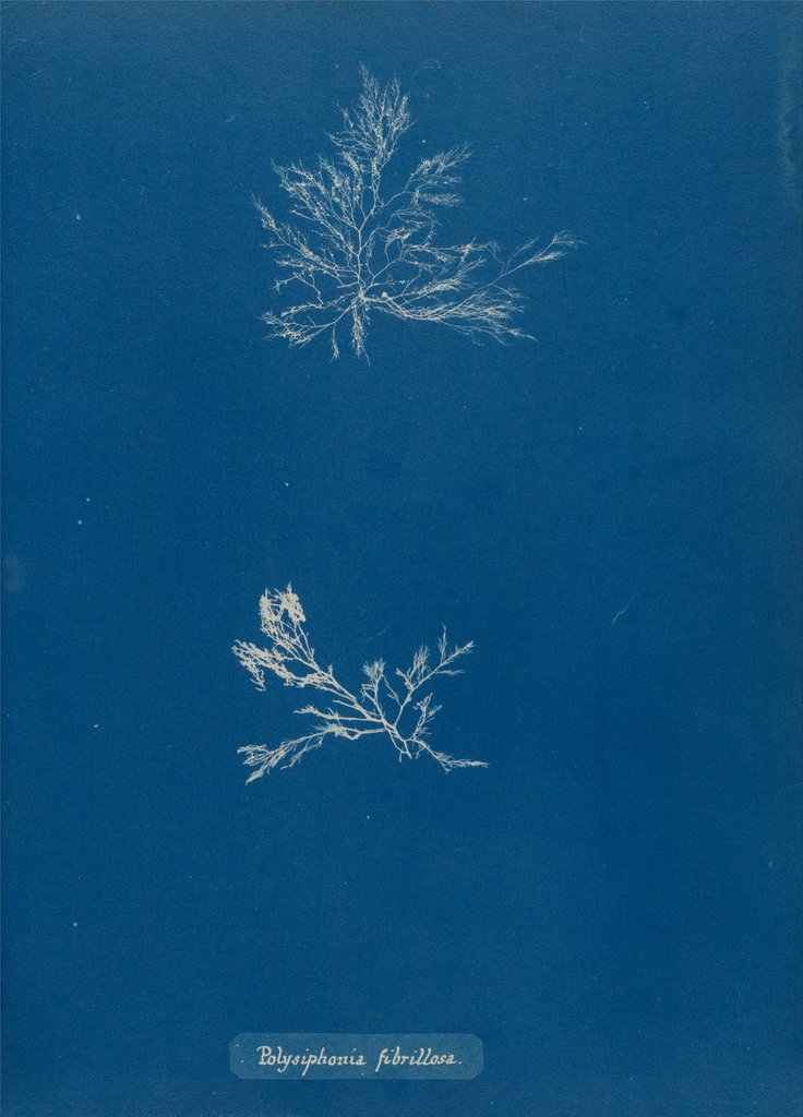 Detail of Leptosiphonia fibrillosa by Anna Atkins