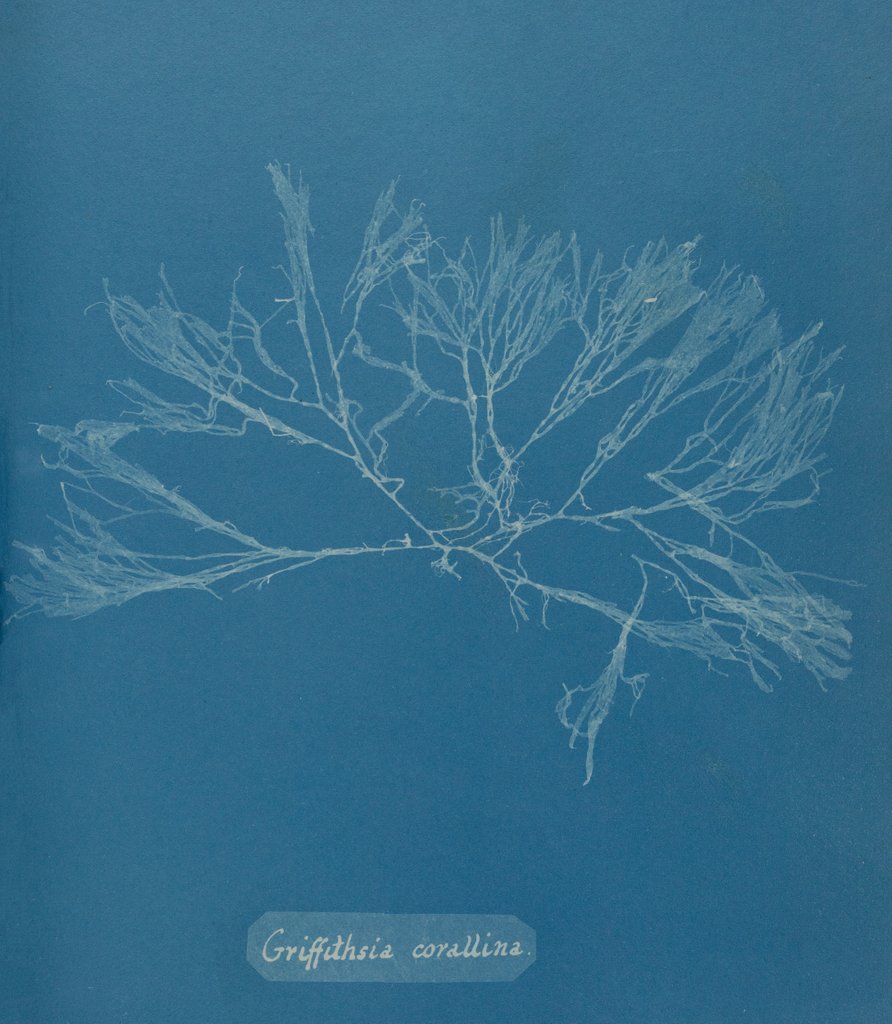 Detail of Griffthsia corallinoides by Anna Atkins