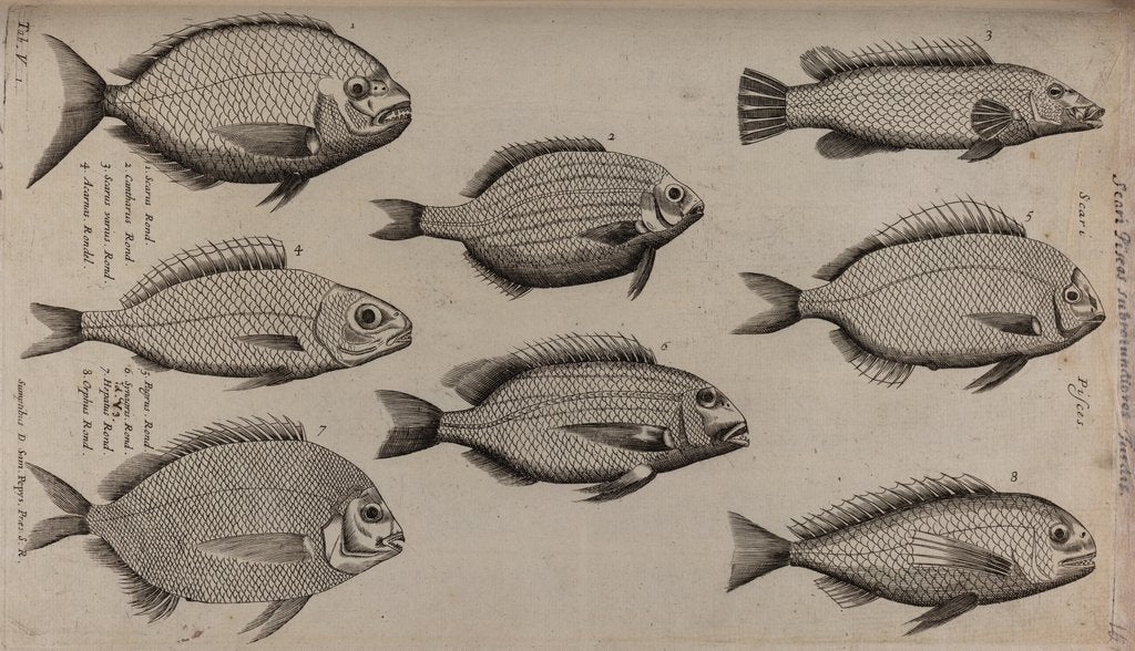 Detail of Various fish specimens by Unknown