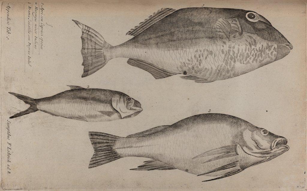 Detail of Three fish specimens by Unknown