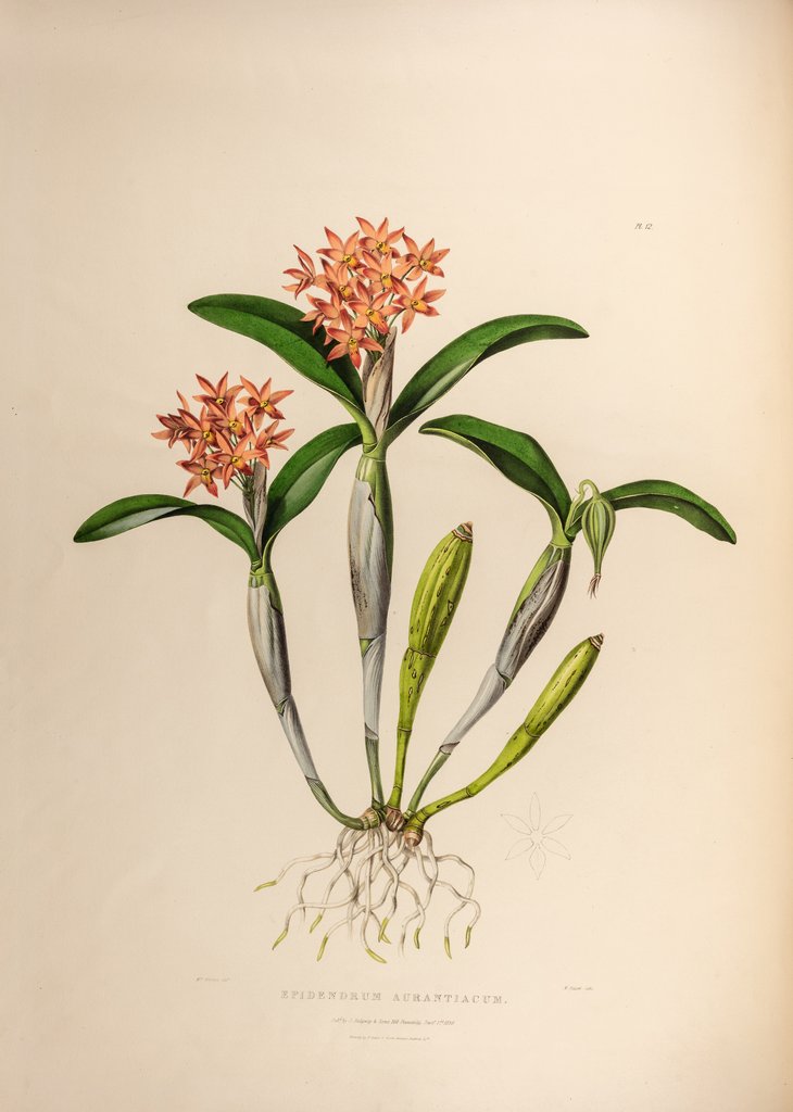 Detail of Epidendrum aurantiacum by Maxim Gauci after Augusta Innes Withers