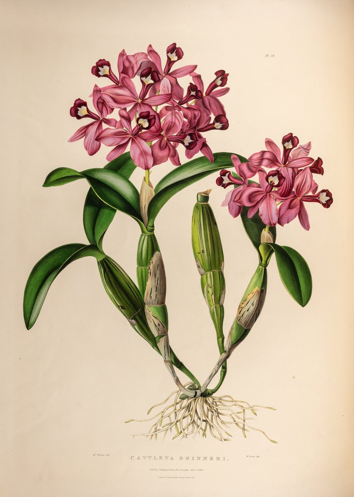 Detail of Cattleya skinneri by Maxim Gauci after Augusta Innes Withers