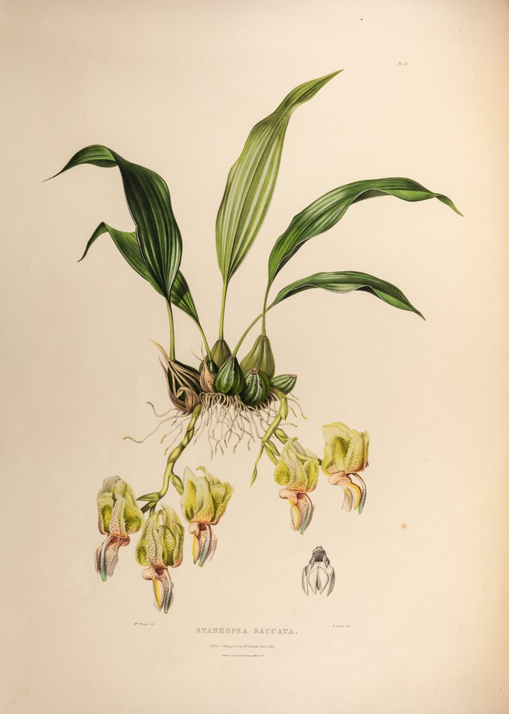 Detail of Stanhopea saccate by Maxim Gauci after Augusta Innes Withers