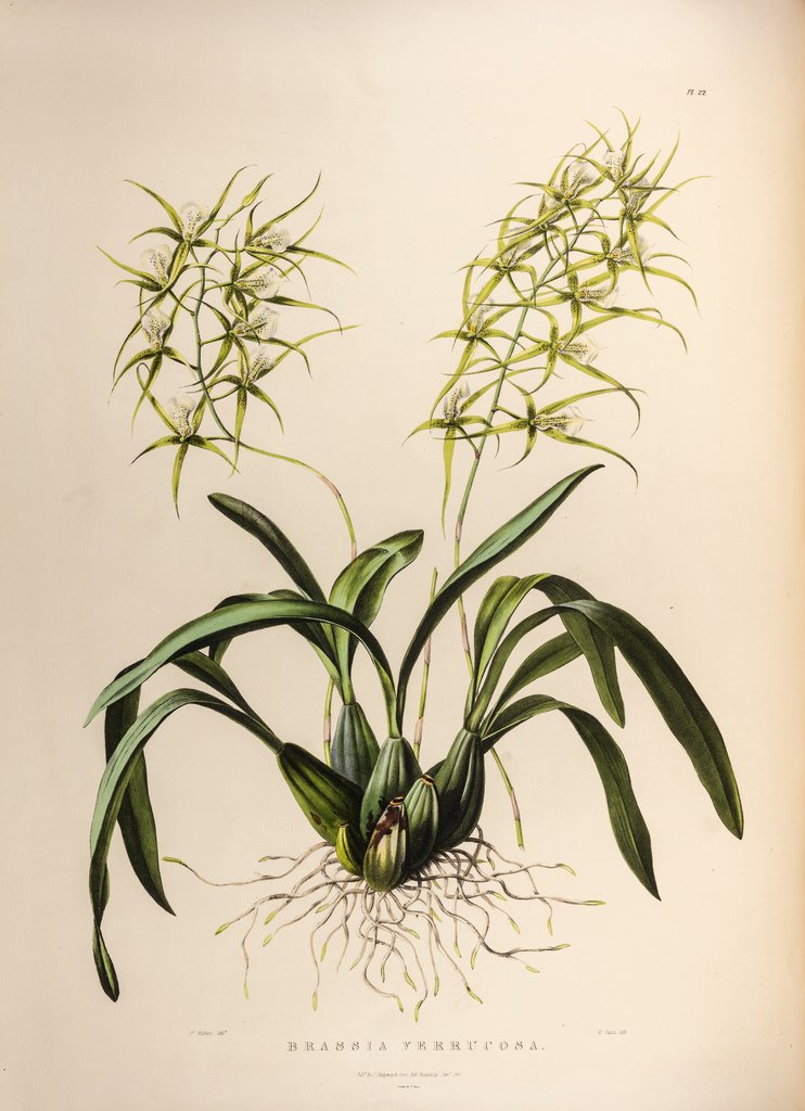 Detail of Brassia verrucosa by Maxim Gauci after Augusta Innes Withers