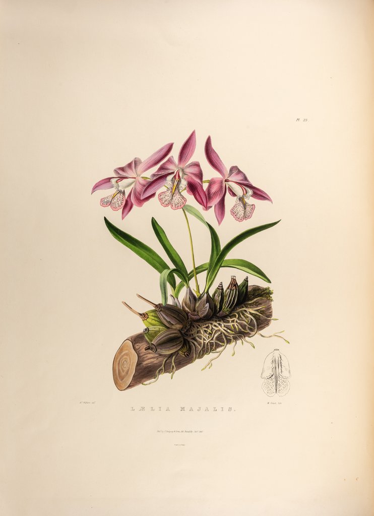 Detail of Laelia majalis by Maxim Gauci after Augusta Innes Withers