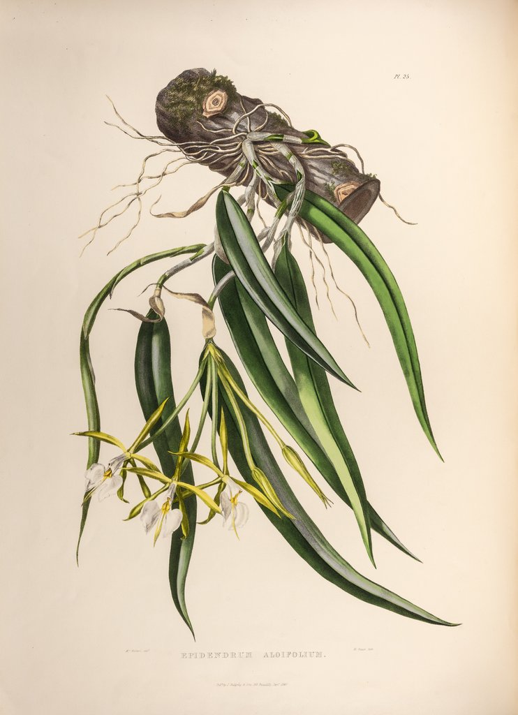 Detail of Epidendrum aloifolium by Maxim Gauci after Augusta Innes Withers