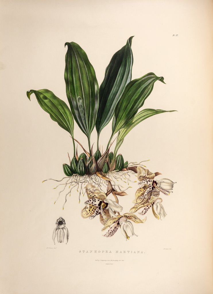Detail of Stanhopea martiana by Maxim Gauci after Augusta Innes Withers